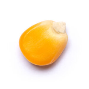 Kernel Corn